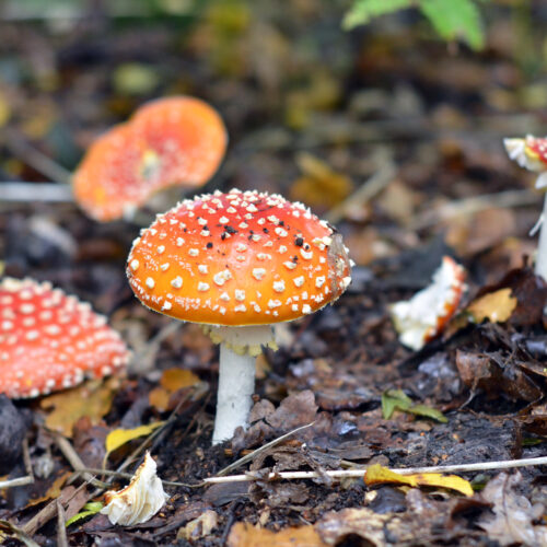 Fly Agaric Collection