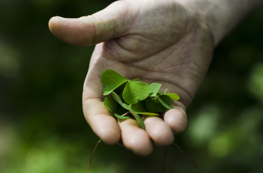 Wood Sorrel in Hand