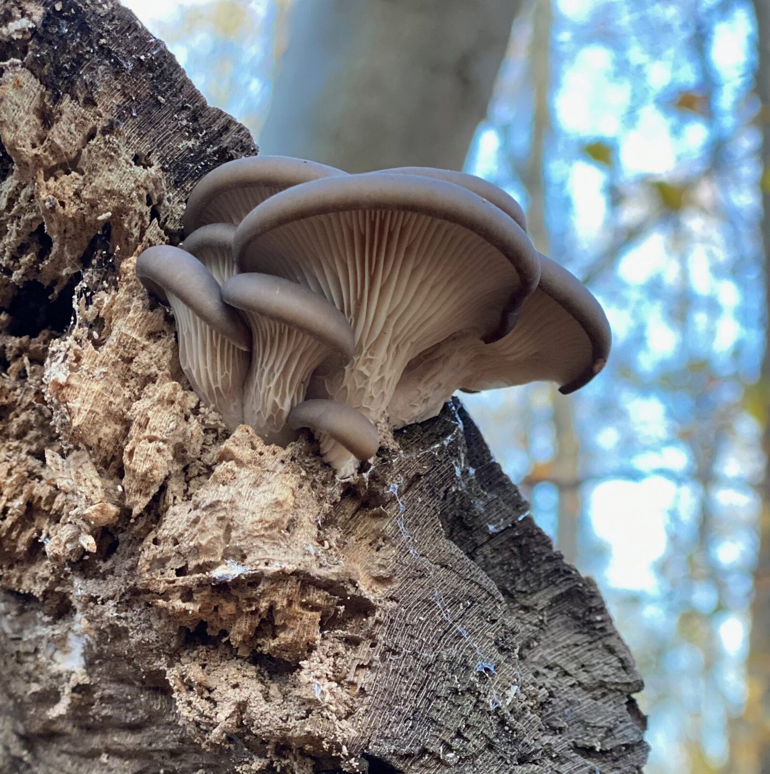 Grey Oyster Mushroom (Pleurotus ostreatus)