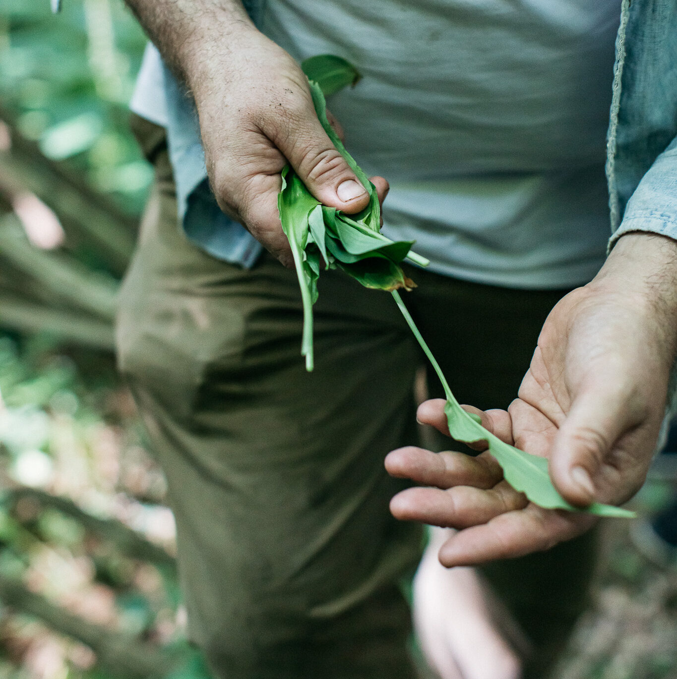 Wild garlic  (Allium ursinum)