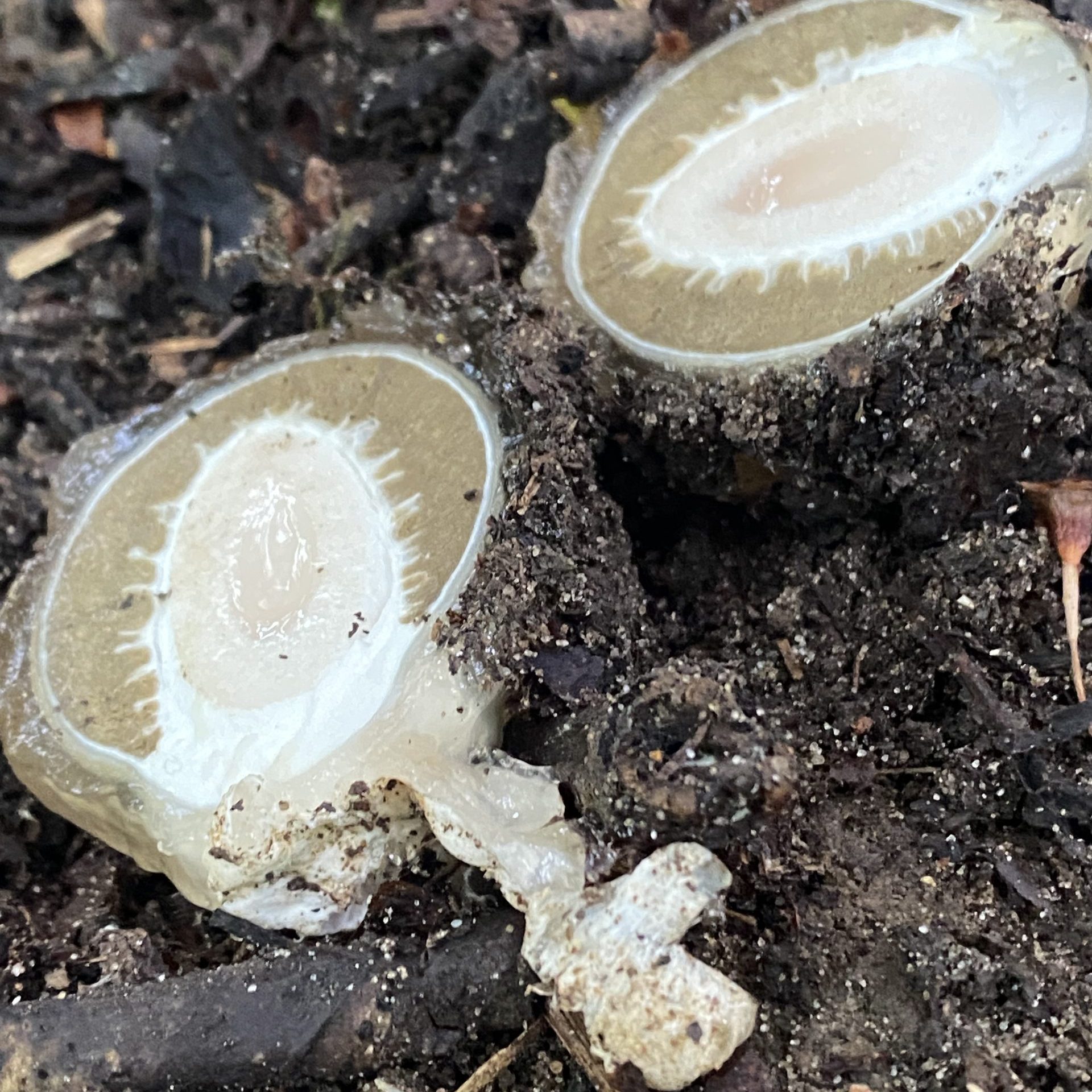 Witches Egg -> Stinkhorn mushroom (Phallus Impedicus)