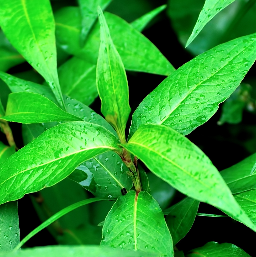 🌱Water Pepper aka arse smart🌱 (Persicaria hydropiper)