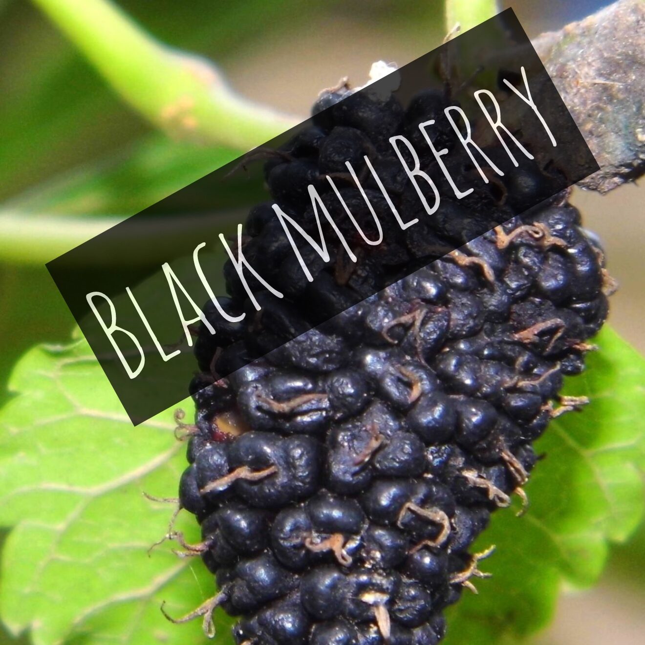 Black Mulberry (Morus nigra)