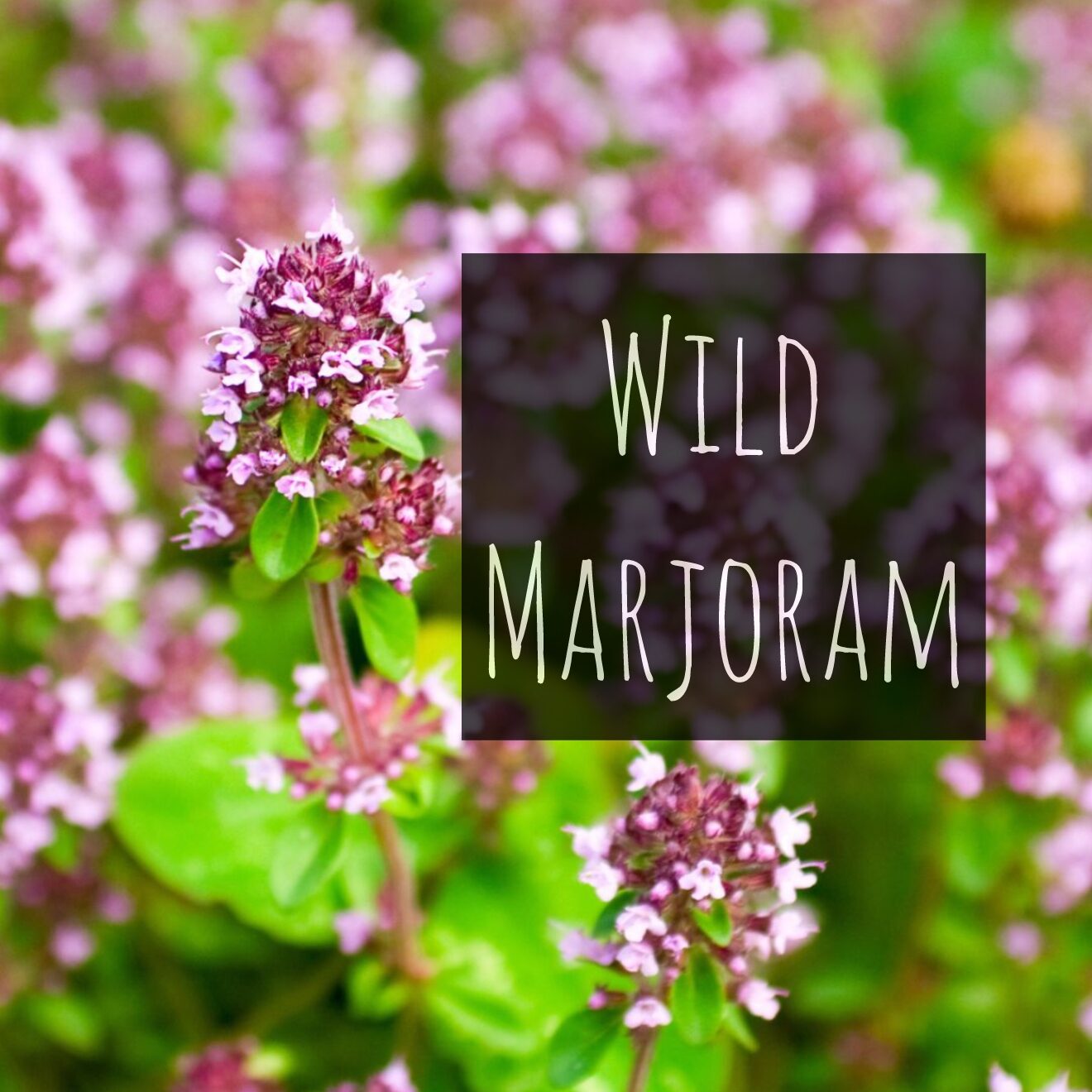 Wild marjoram / Oregano (Origanum vulgare)