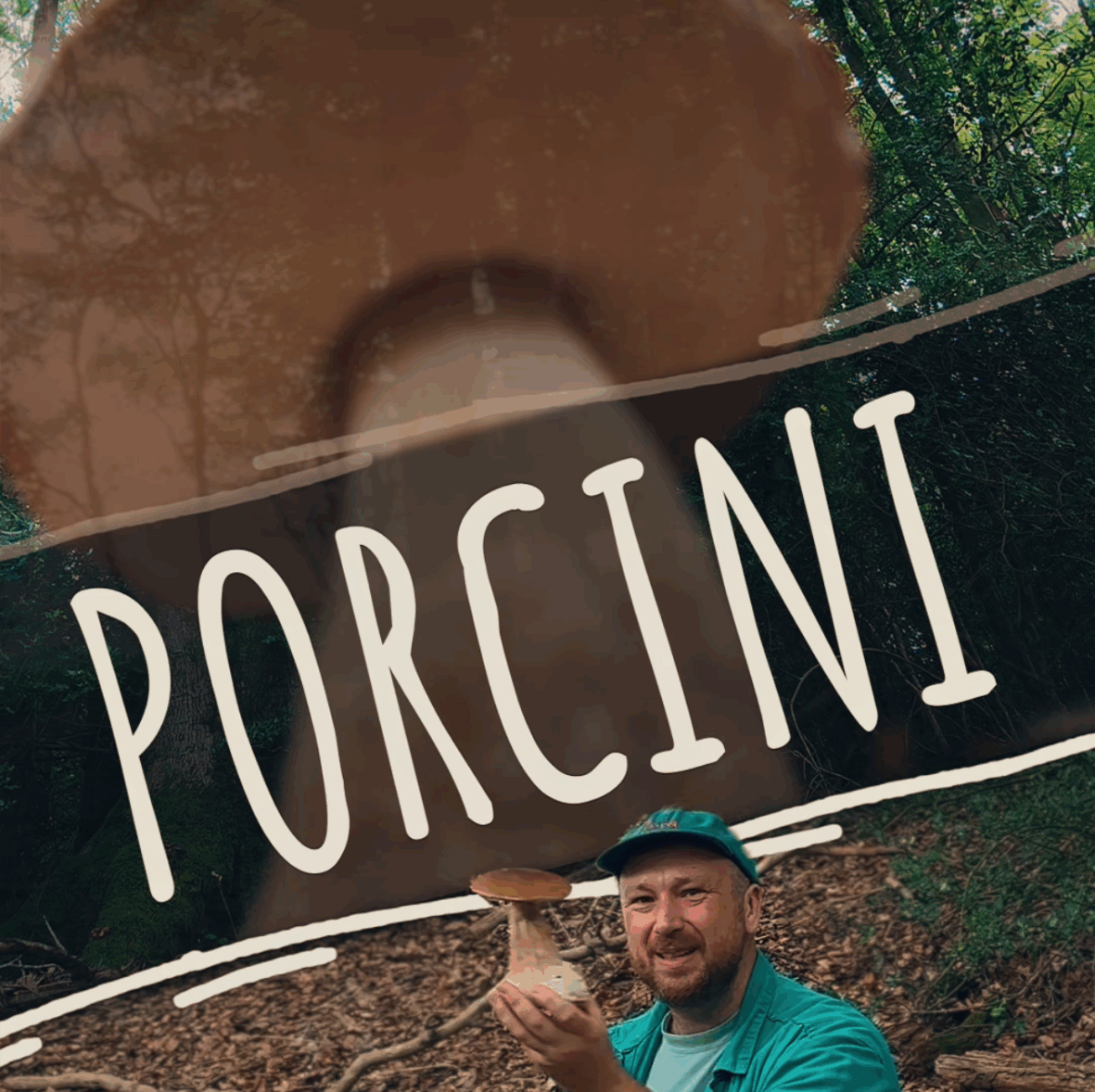 PENNY BUN / PORCINI / CEP / STEINPILZ / KING BOLETE  (Boletus Edulis)