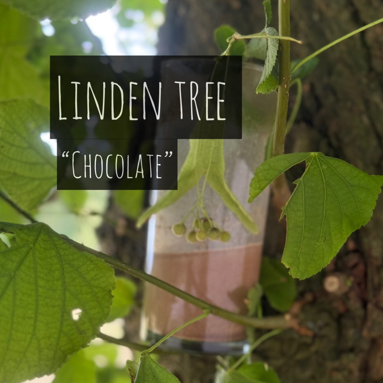 Linden / Lime Tree “Chocolate” (Tillia Cordata)