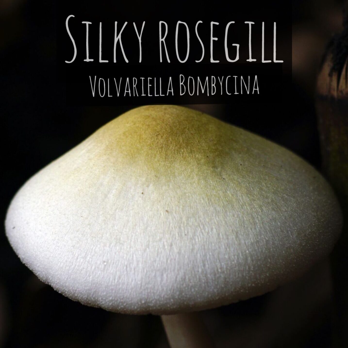 Silky Rosegill (Volvariella Bombycina)