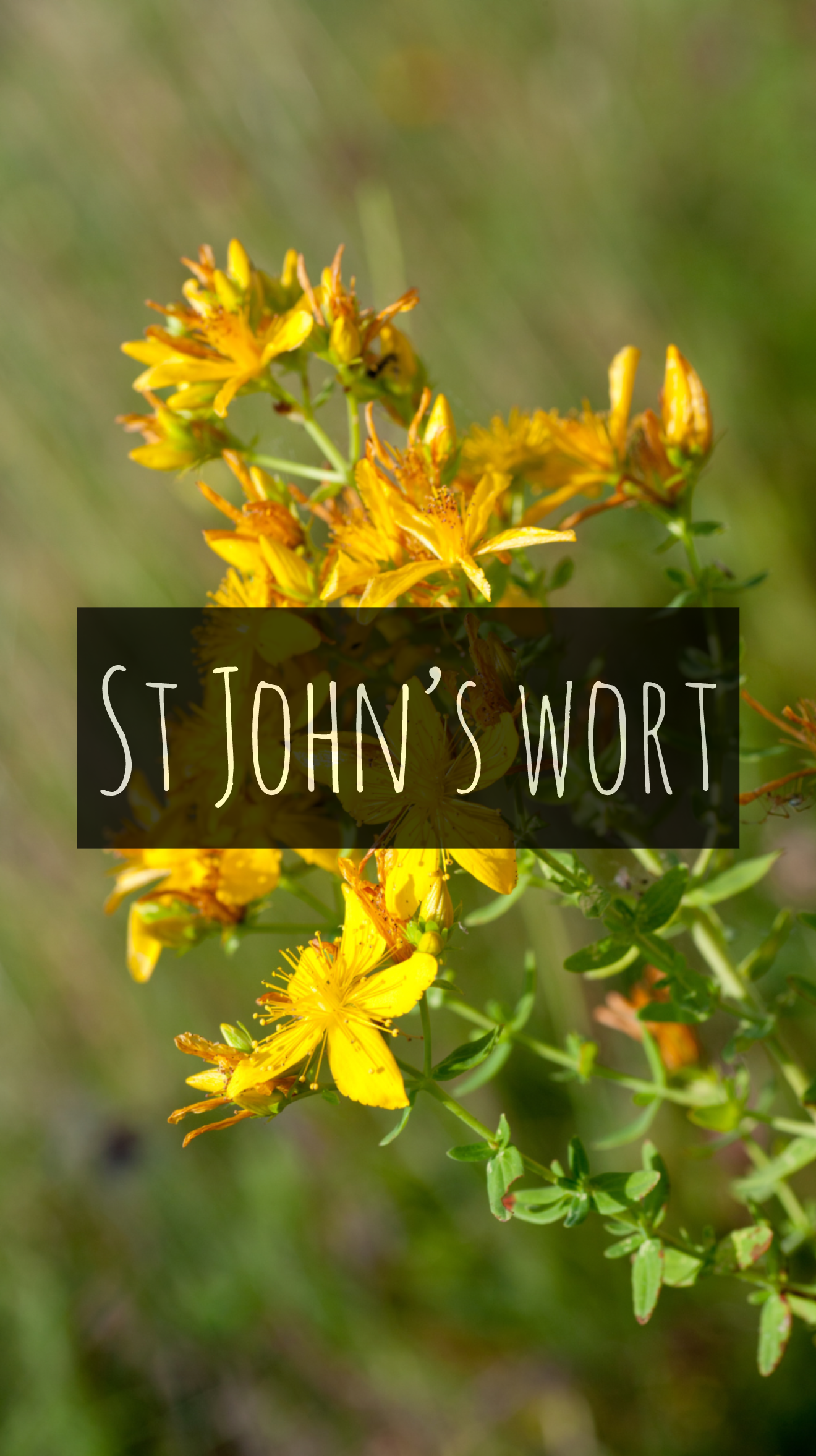 St John’s Wort (Hypericum perforatum)