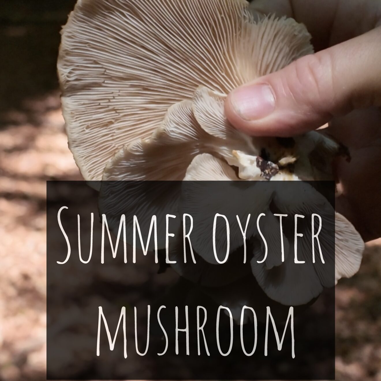 Summer Oyster Mushroom aka Pale Oyster (Pleurotus pulmonarius)