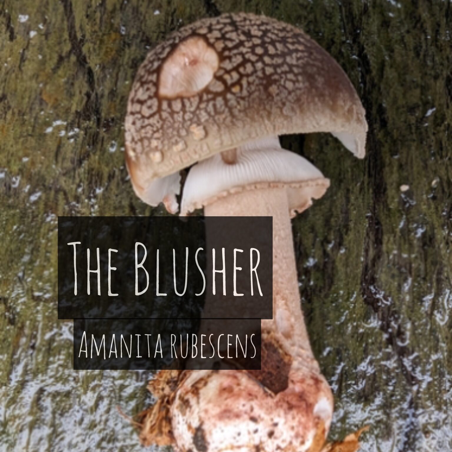 The Blusher (Amanita Rubescens)