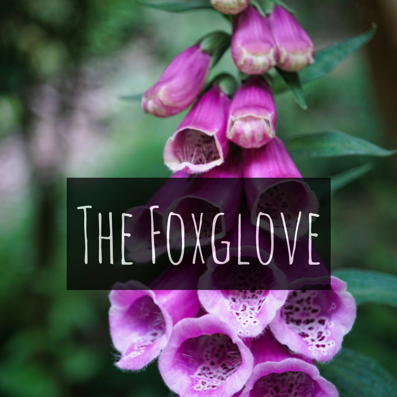 The Foxglove (Digitalis purpurpea)