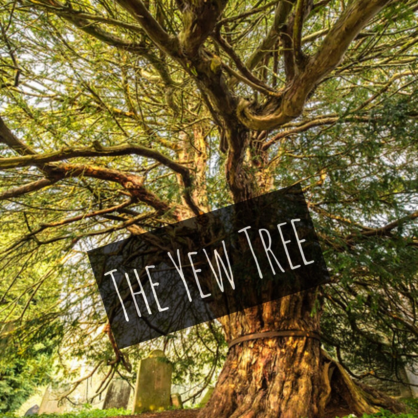 THE YEW TREE (Taxus baccata)