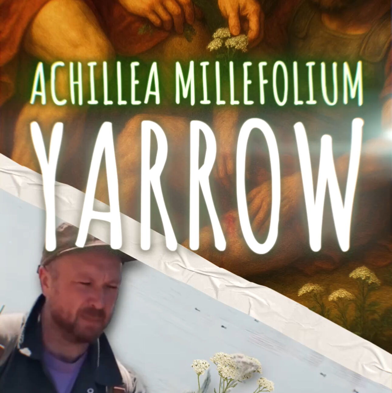 Yarrow  (Achillea millefolium)