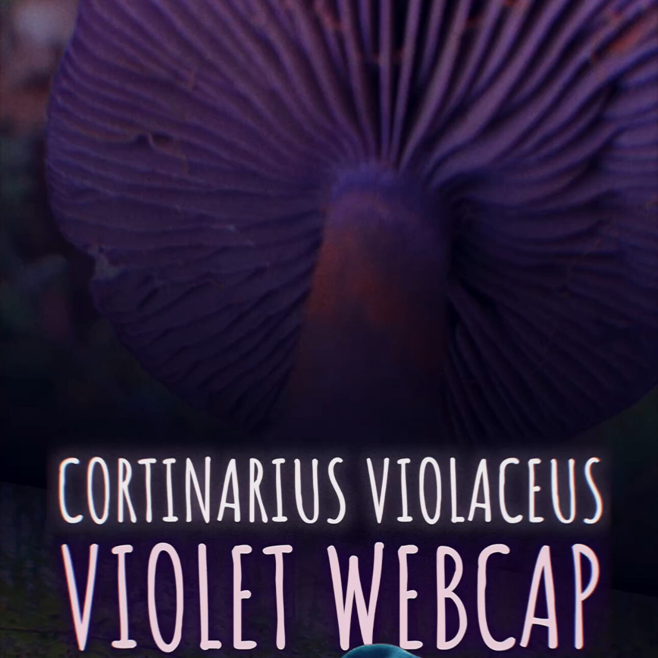 Violet Webcap (Cortinarius violaeus)
