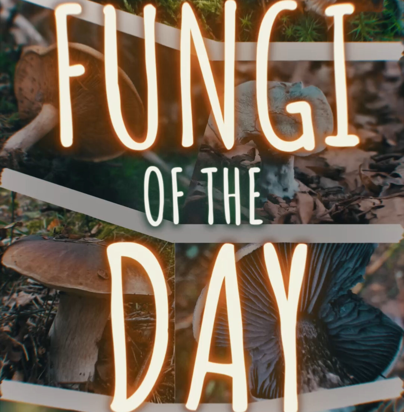 Autumn – 1 day in the woods