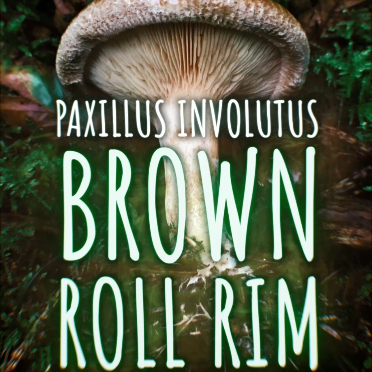 Brown Roll Rim (Paxillus involutus)