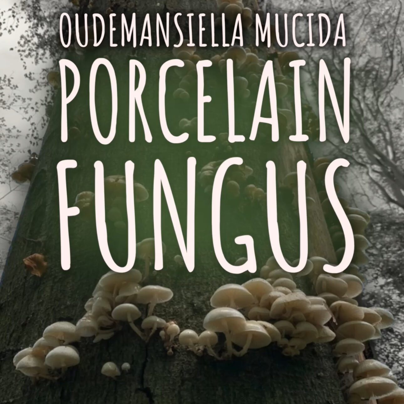 Porcelain Fungus (Oudemansiella mucida / Mucidula mucida)