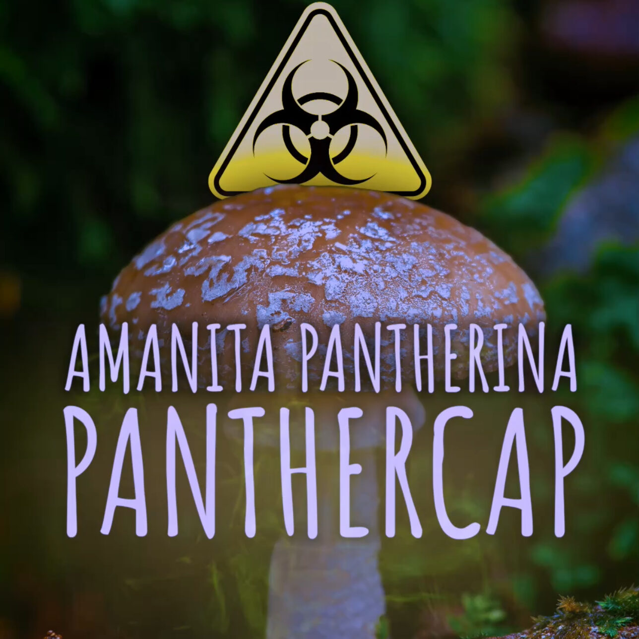 Panther Cap (Amanita pantherina)