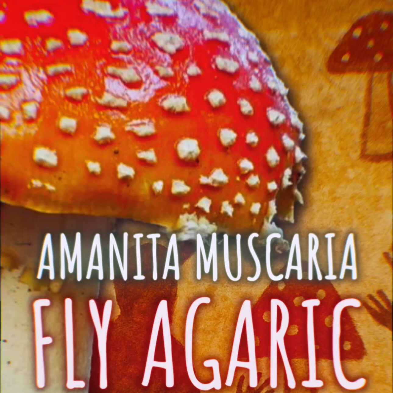 🍄🍄 FLY AGARIC 🍄🍄