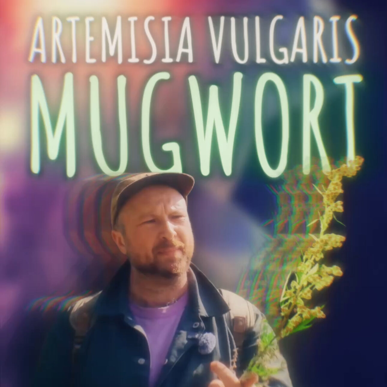 Mugwort (& Thujone) (Artemisia vulgaris)