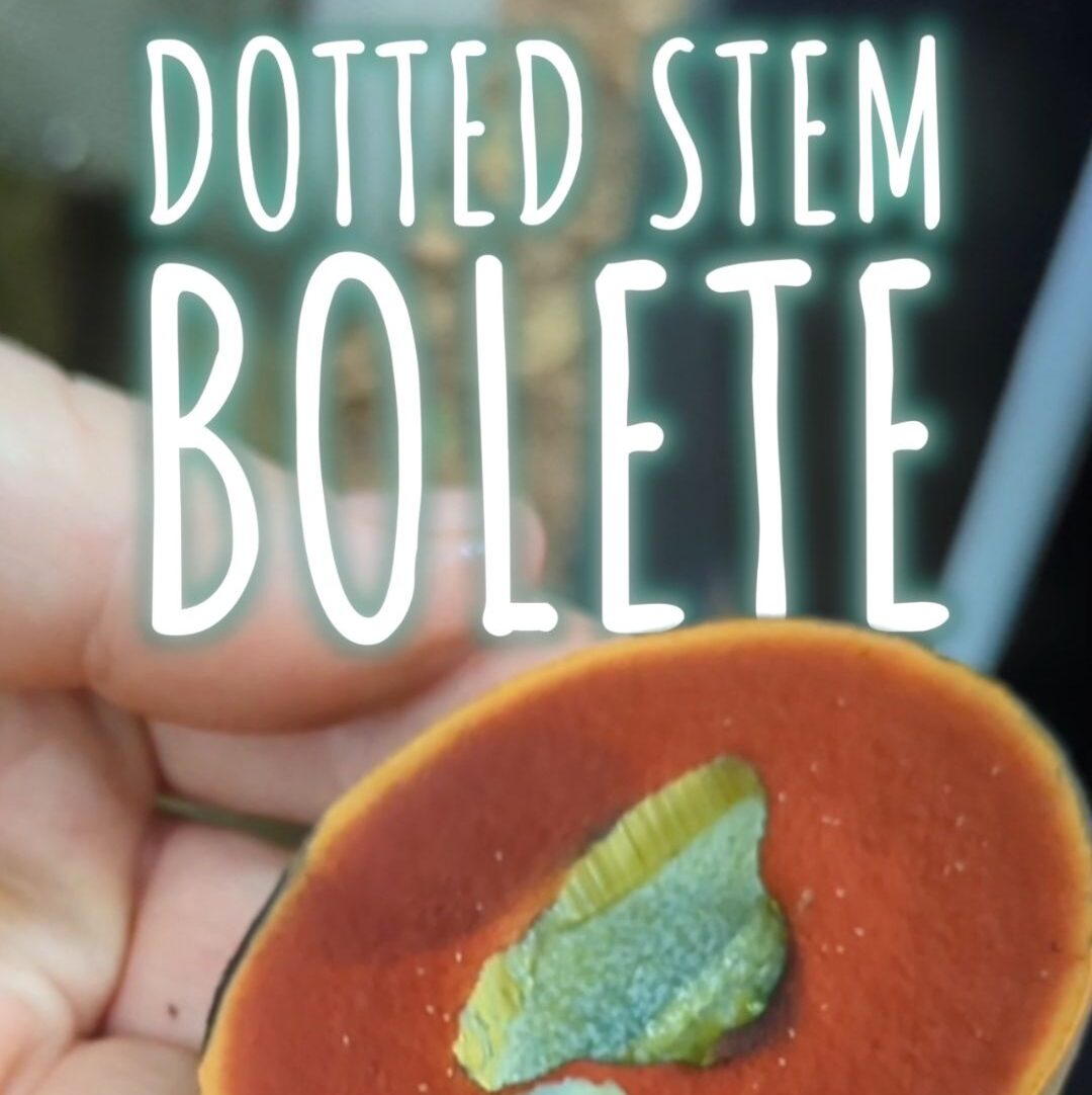 Dotted Stem Bolete / Scarletina Bolete