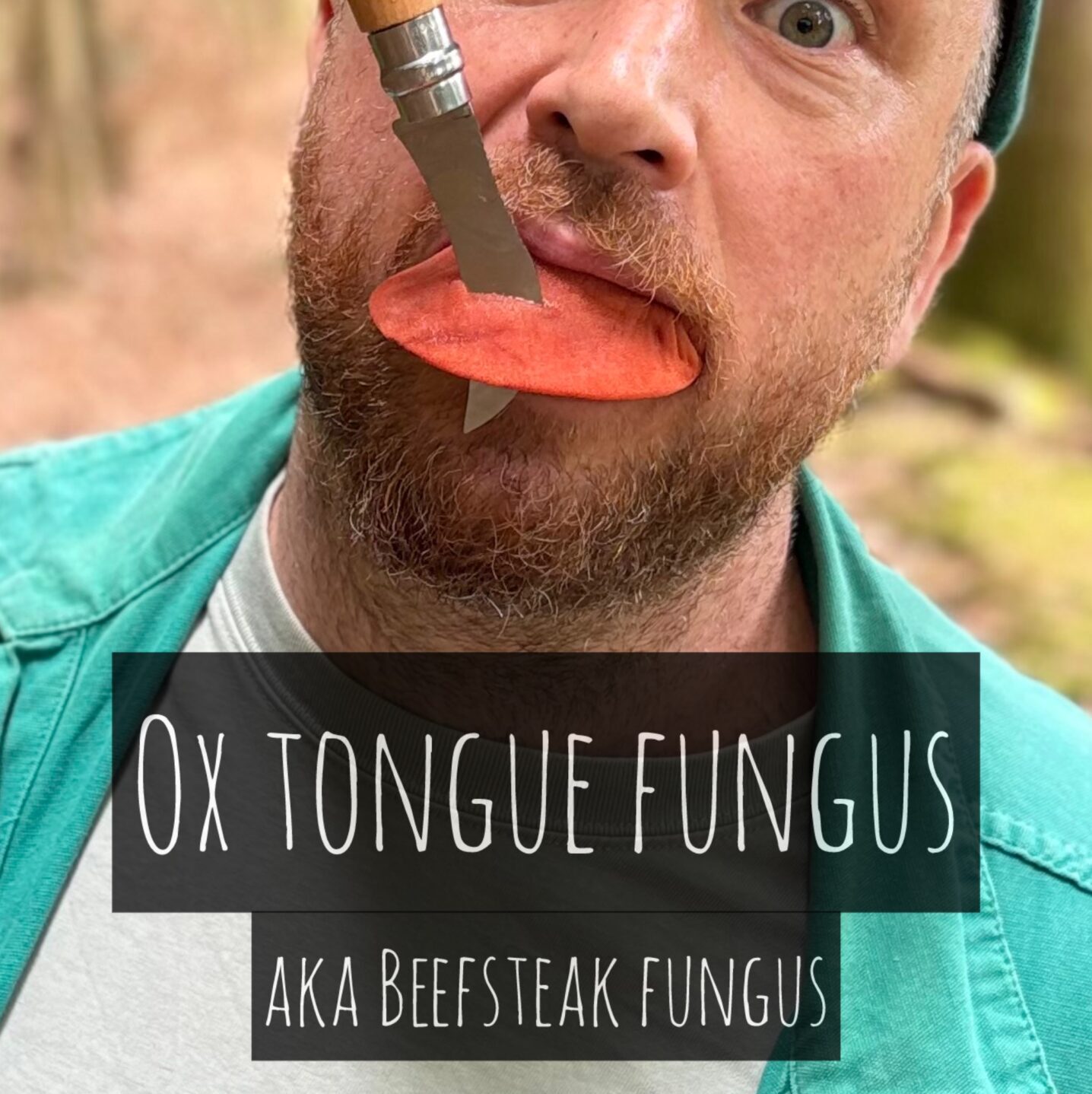 BEEFSTEAK FUNGUS aka OX TONGUE FUNGUS