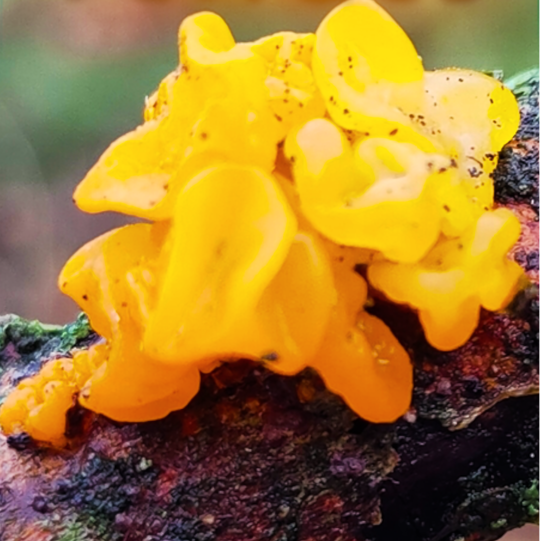 Yellow Brain Fungus (Tremella mesenterica) & Snow Fungus (Tremella fuciformis)