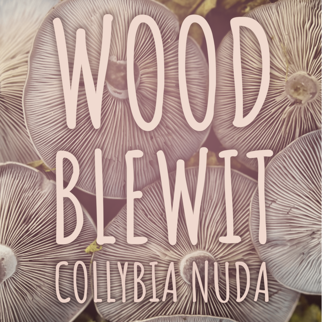 Wood Blewit