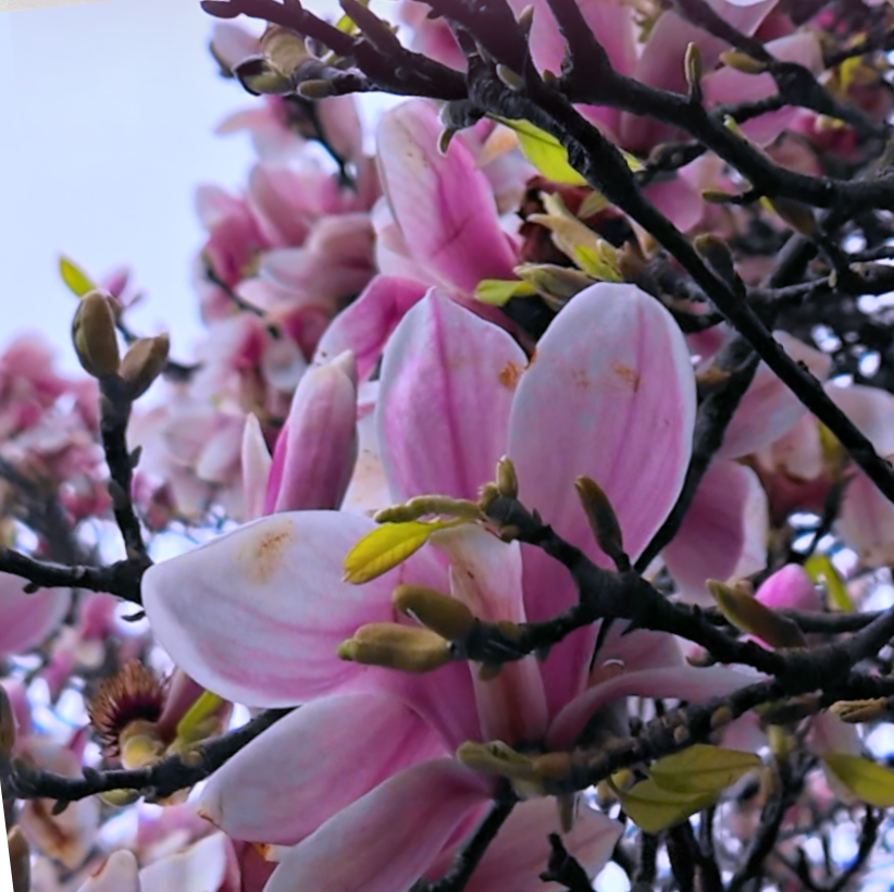 Magnolia Family (Magnoliaceae)