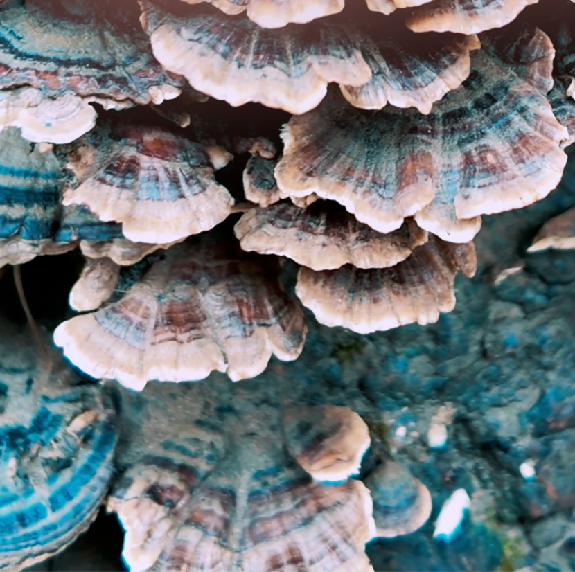 TURKEY TAIL TREE, ME & MY CORE VALUES