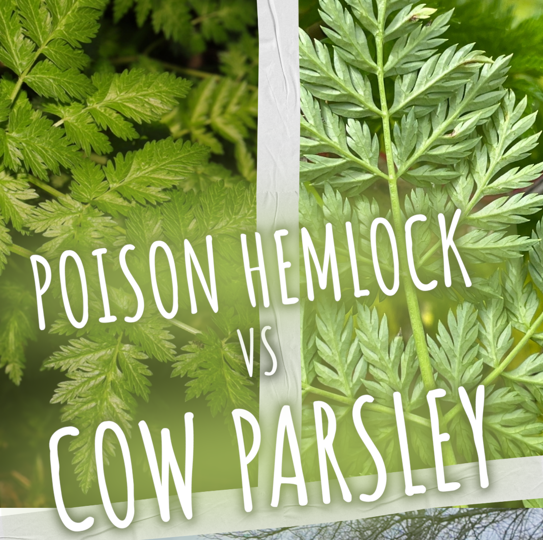 DEADLY VS DELICIOUS  Cow parsley versus Poison Hemlock
