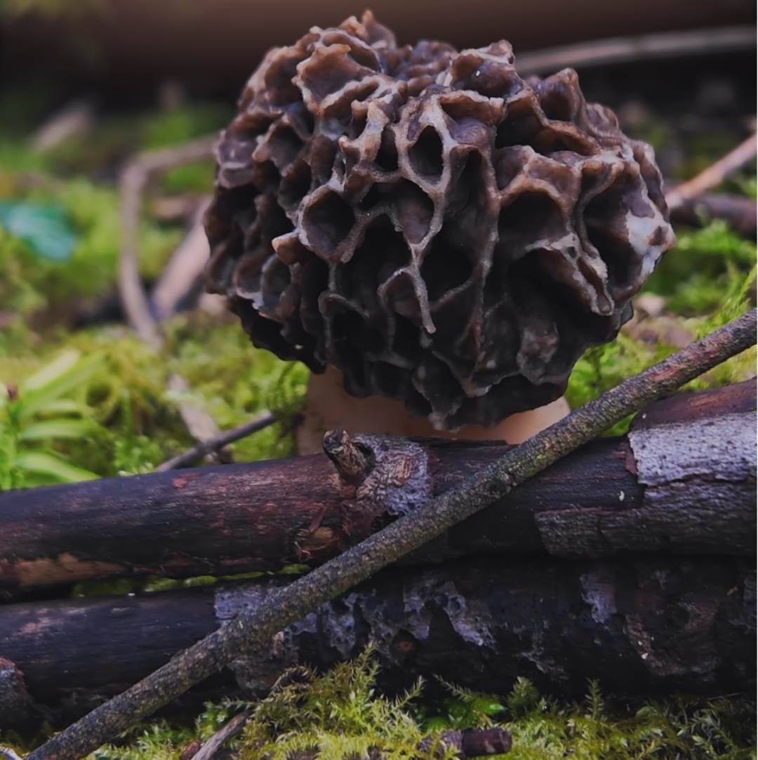 Morel (Morchella sp)