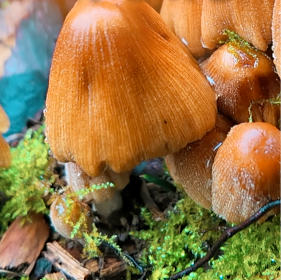 The Glistening Inkcap, aka Mica Cap  (Coprinellus micaceus)