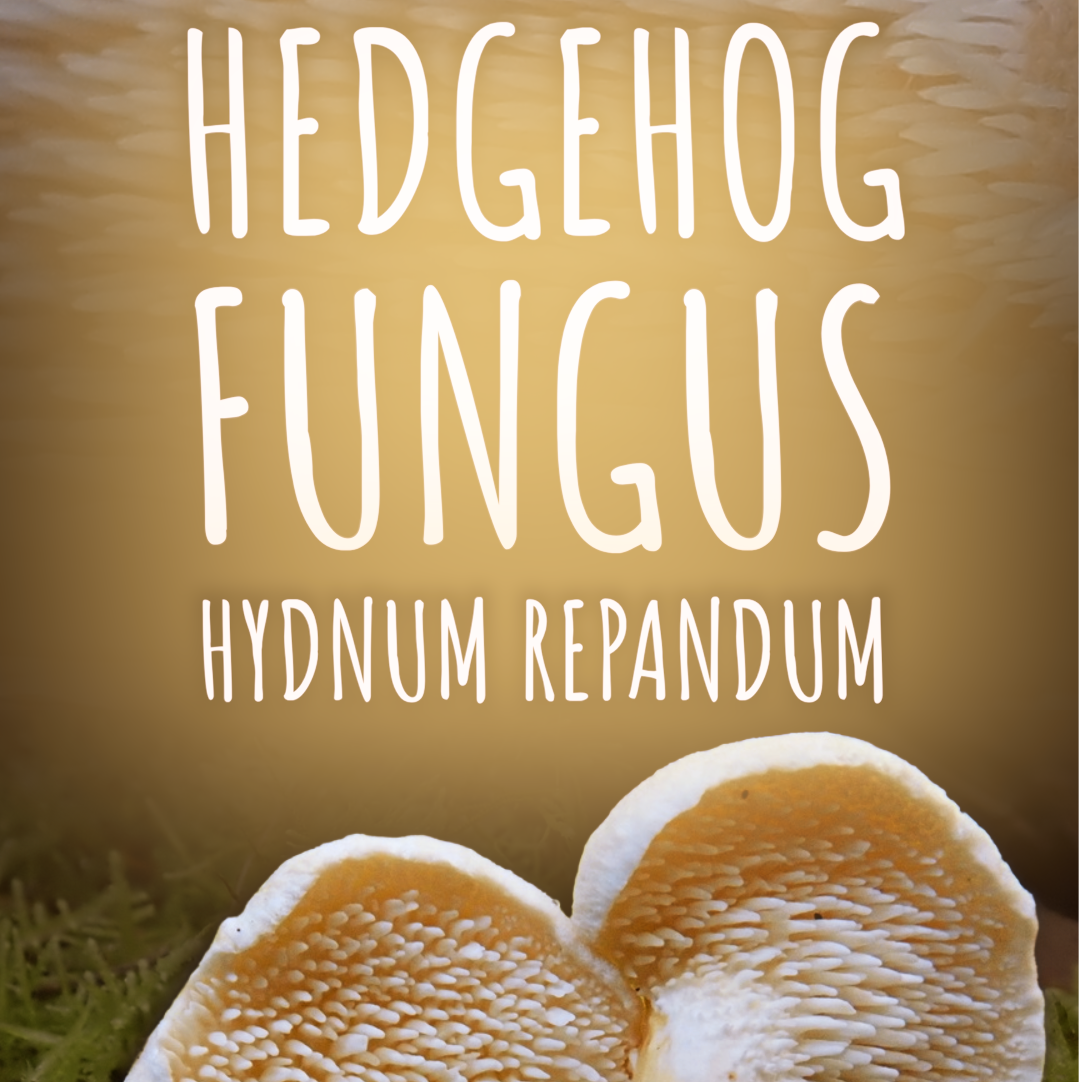 Hedgehog Fungus