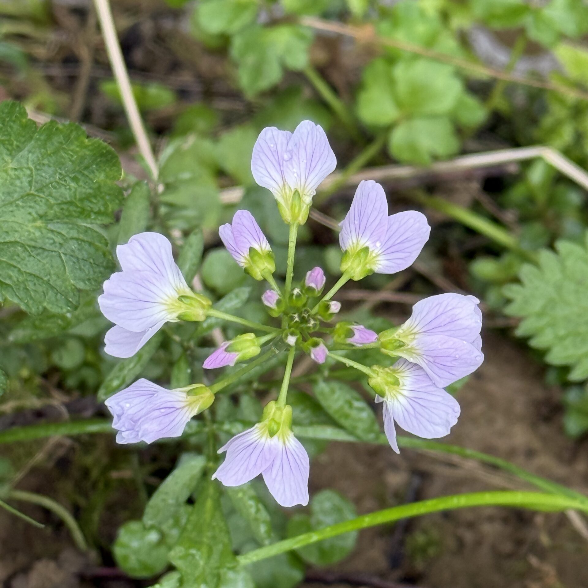 Cuckoo Flower / Ladies Smock (Cardamine pratensis)