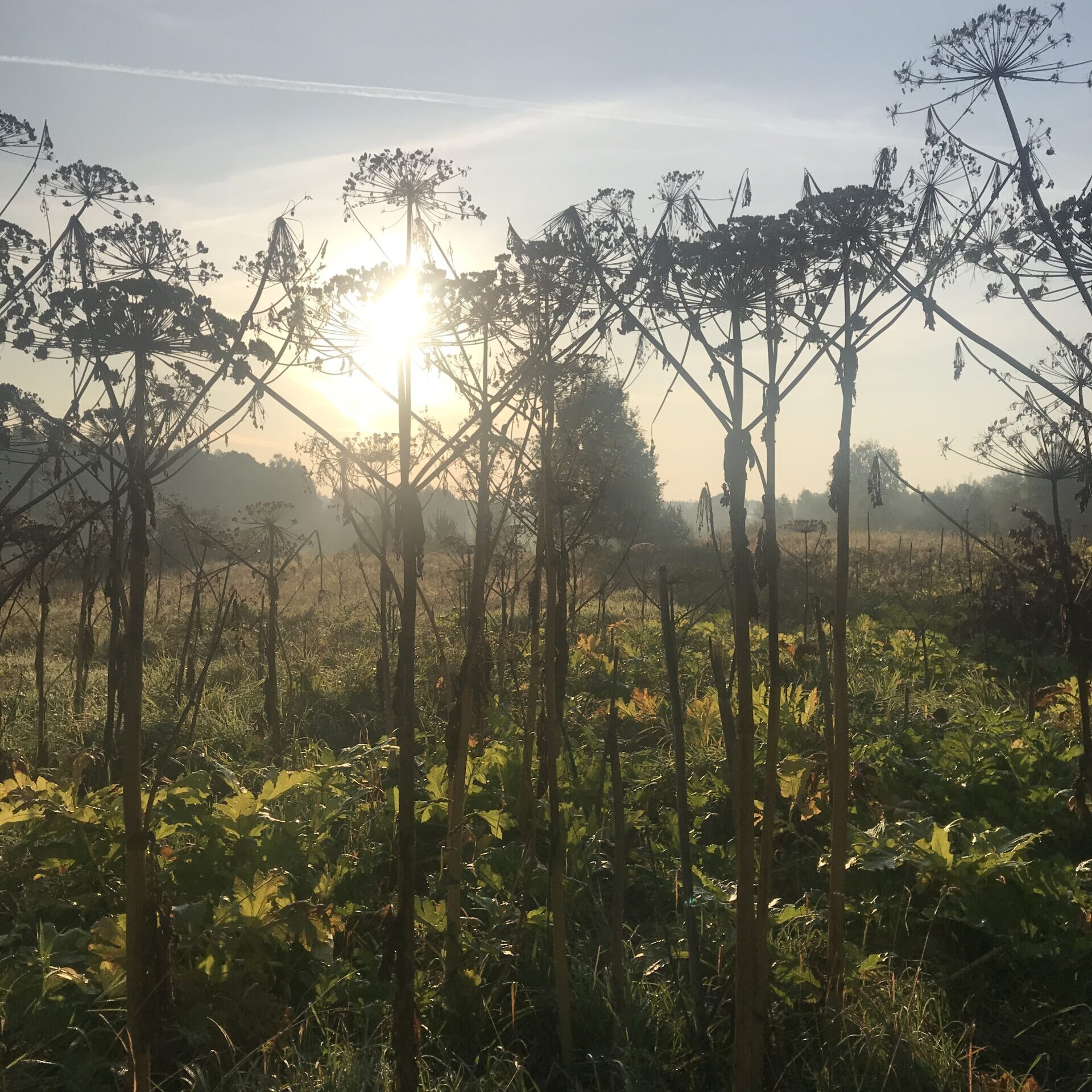 Giant Hogweed (Heracleum mantegazzianum)