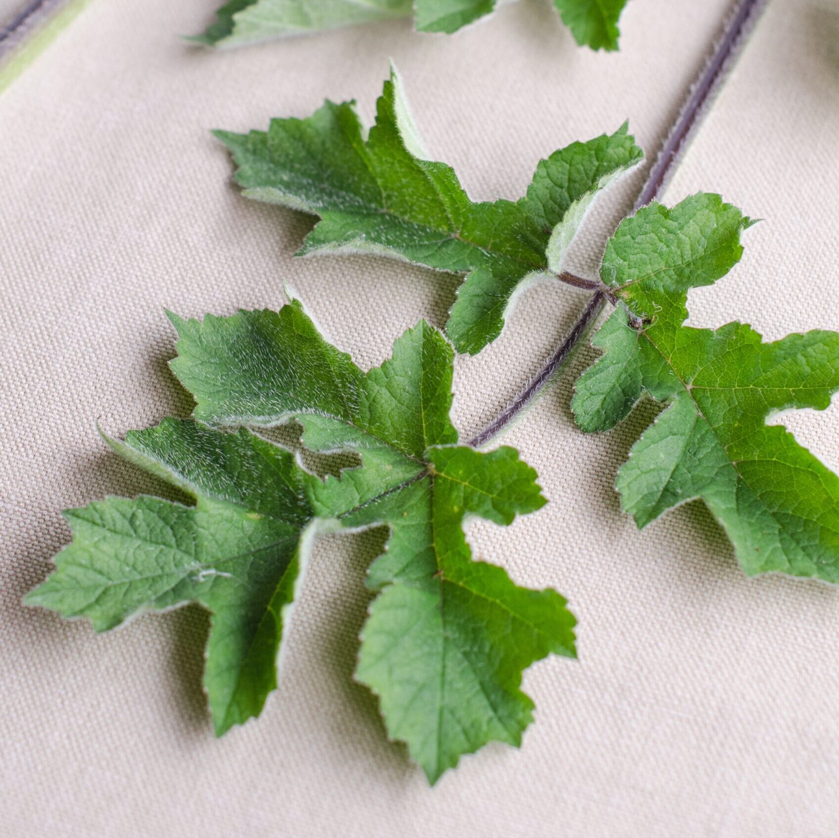 Common Hogweed  (Heracleum sphondyliumn)