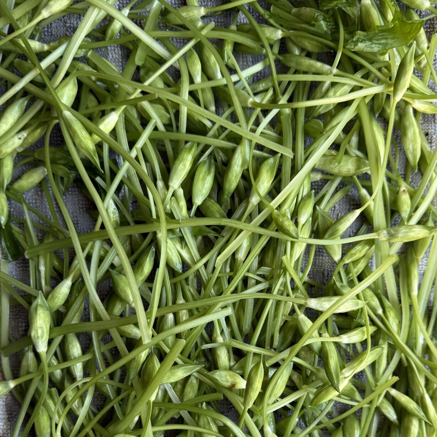 Wild Garlic Scapes Salted & Pickled