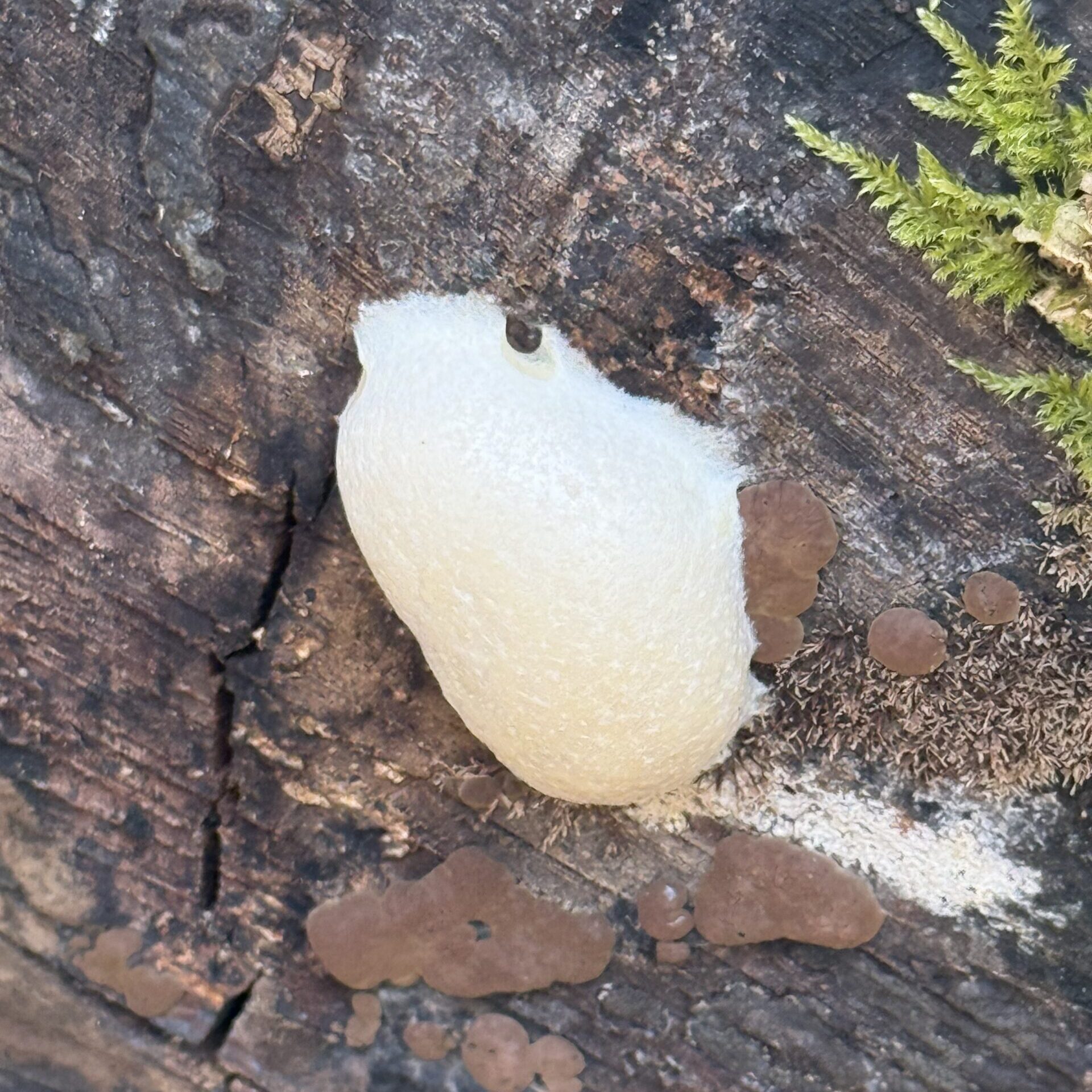 MOON EXCREMENT (Enteridium lycoperdon)