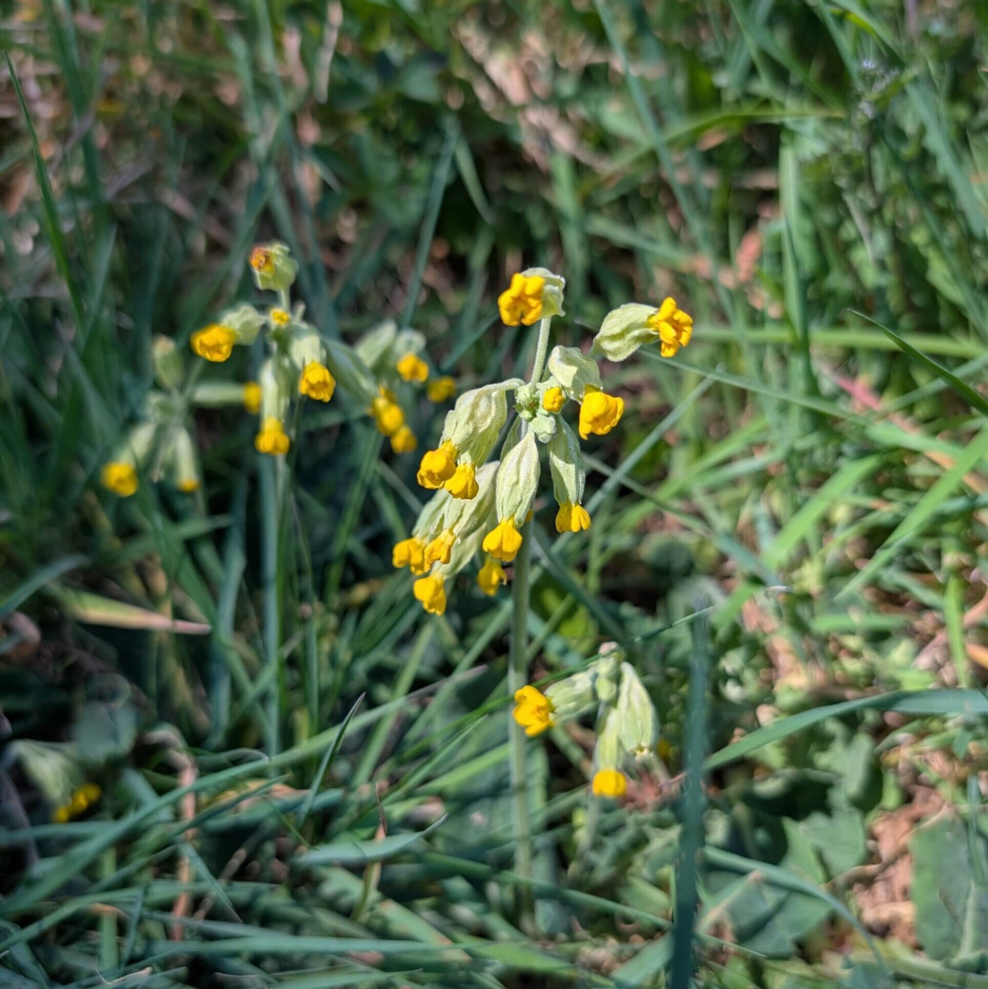 Cowslip (Primula veris)