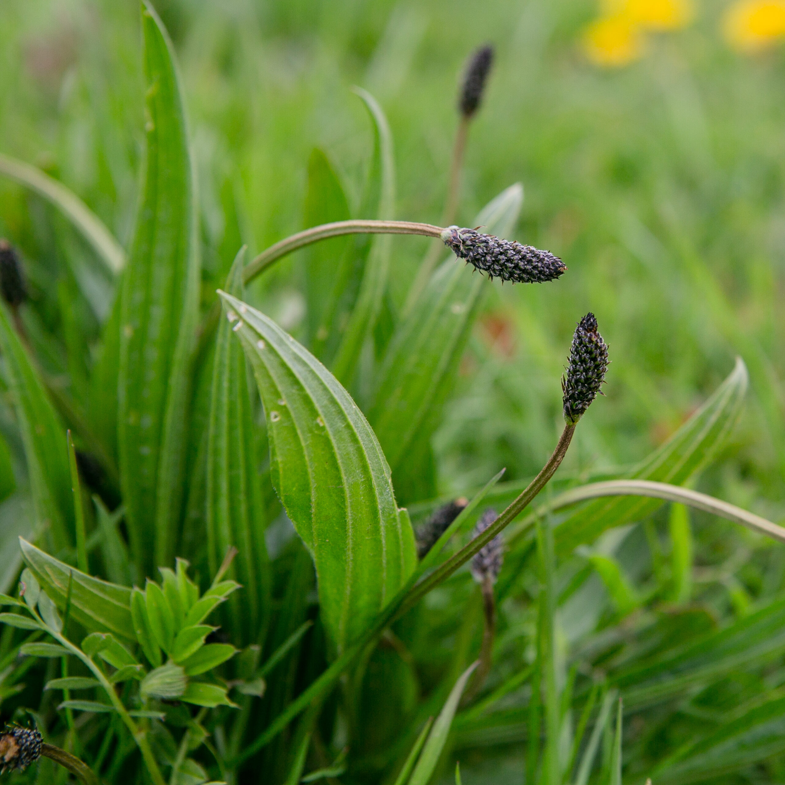 Ribwort Plantain  (Plantago lancealota)