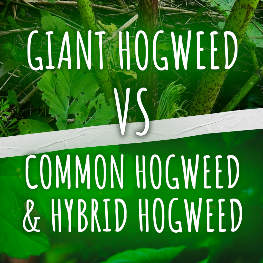 Comparison of Common Hogweed & Giant Higweed + Hybrid